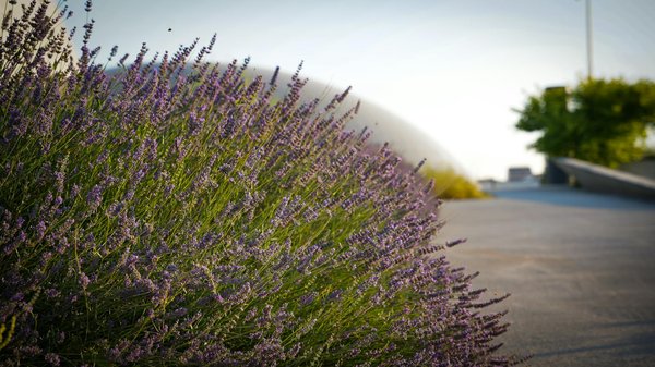 How Can Home Decor Choices Reflect Personal Identity?